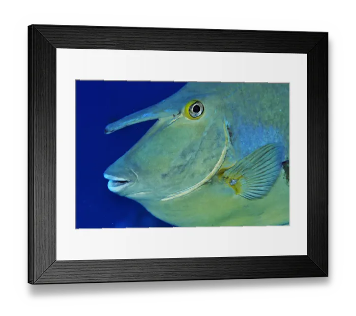 Framed Print : Bluespine unicornfish (Naso unicornis) Shark Reef to Jolande, Ras Mohammed National Park Framed Print : Bluespine unicornfish (Naso unicornis) Shark Reef to Jolande, Ras Mohammed National Park