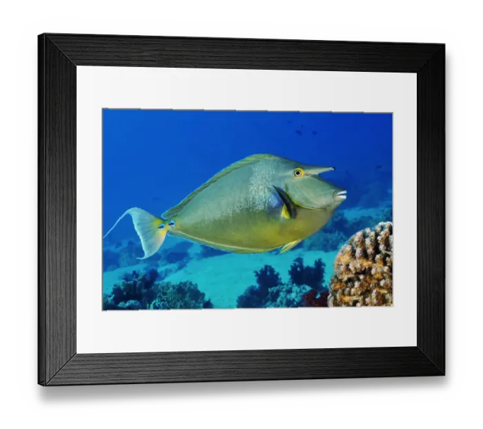 Framed Print : Bluespine unicornfish (Naso unicornis) Shark Reef to Jolande, Ras Mohammed National Park Framed Print : Bluespine unicornfish (Naso unicornis) Shark Reef to Jolande, Ras Mohammed National Park