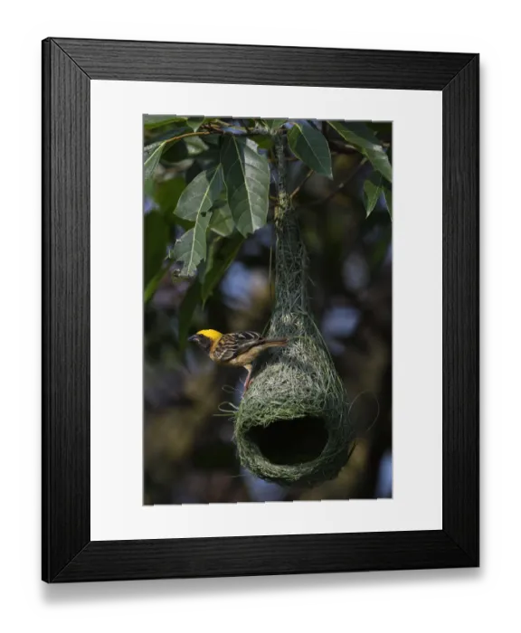 Framed Print : Black-breasted weaver (Ploceus benghalensis) perched on its nest in Tongbiguan Nature Reserve Framed Print : Black-breasted weaver (Ploceus benghalensis) perched on its nest in Tongbiguan Nature Reserve