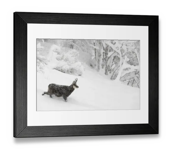 Framed Print : RF- Alpine chamois (Rupicapra rupicapra) in winter landscape during heavy snowfall Framed Print : RF- Alpine chamois (Rupicapra rupicapra) in winter landscape during heavy snowfall