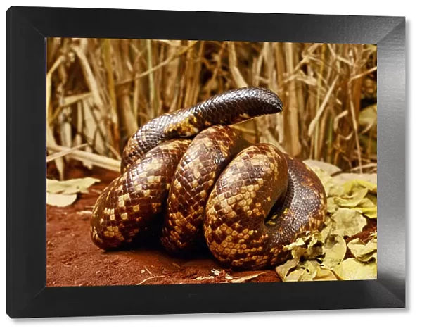 Calabar burrowing boa snake (Calabaria reinhardtii) in defensive ball, captive