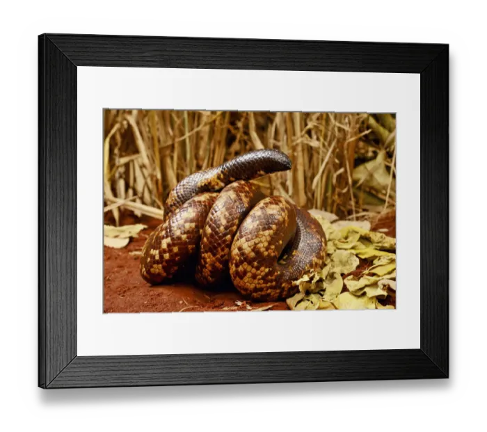 Framed Print : Calabar burrowing boa snake (Calabaria reinhardtii) in defensive ball, captive Framed Print : Calabar burrowing boa snake (Calabaria reinhardtii) in defensive ball, captive