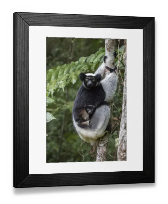 Framed Print : RF- Indri (Indri indri) portrait of a female with a newborn baby. Maromizaha reserve Framed Print : RF- Indri (Indri indri) portrait of a female with a newborn baby. Maromizaha reserve