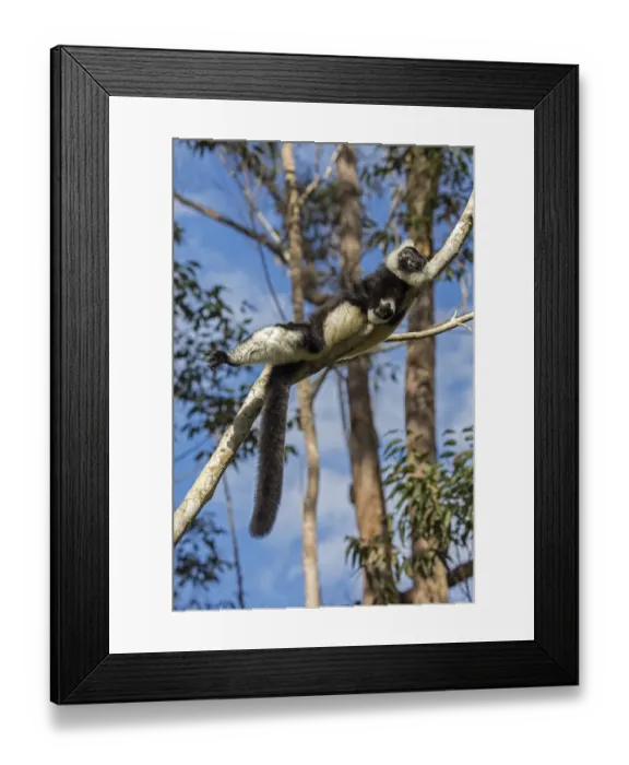 Framed Print : RF- Black and white ruffed lemur (Varecia variegata variegata) sunbathing in the early morning Framed Print : RF- Black and white ruffed lemur (Varecia variegata variegata) sunbathing in the early morning