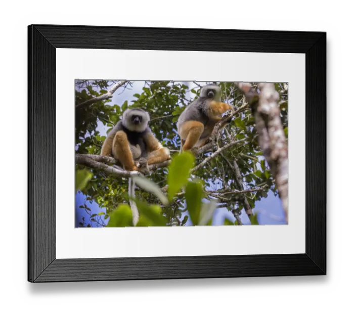 Framed Print : Diademed sifaka (Propithecus diadema diadema) pair, Maromizaha Reserve, Andasibe Mantadia area Framed Print : Diademed sifaka (Propithecus diadema diadema) pair, Maromizaha Reserve, Andasibe Mantadia area