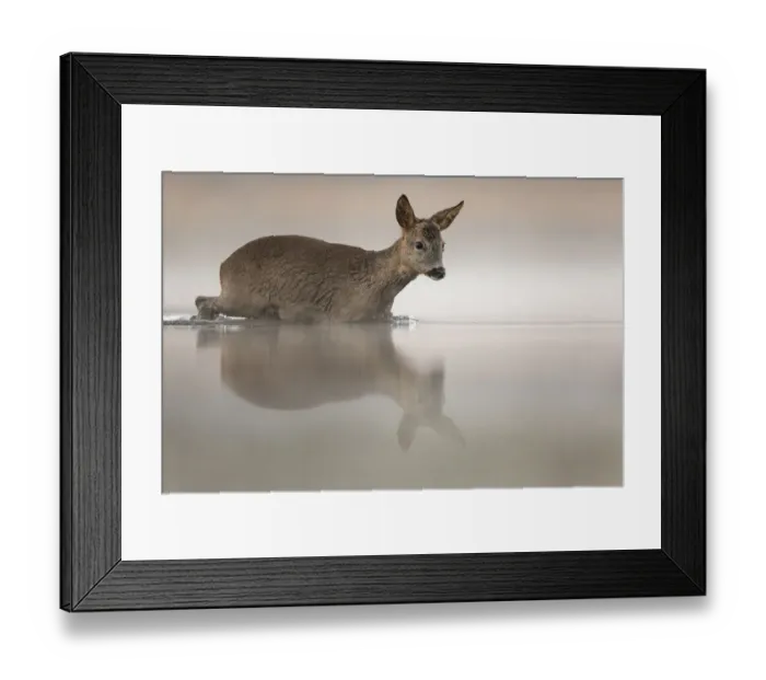 Framed Print : Roe deer (Capreolus capreolus) entering pond about to swim across it. Valkenhorst Nature Reserve Framed Print : Roe deer (Capreolus capreolus) entering pond about to swim across it. Valkenhorst Nature Reserve