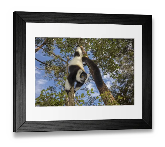 Framed Print : Black and white ruffed lemur (Varecia variegata variegata) hanging from branch, Vakona island