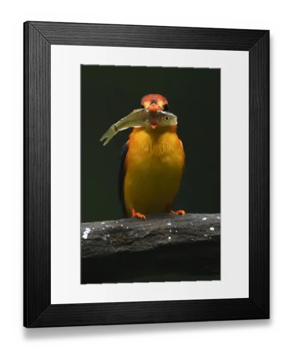 Framed Print : Oriental dwarf kingfisher (Ceyx erithacus) catching and eating a fish at Tongbiguan Nature Reserve Framed Print : Oriental dwarf kingfisher (Ceyx erithacus) catching and eating a fish at Tongbiguan Nature Reserve