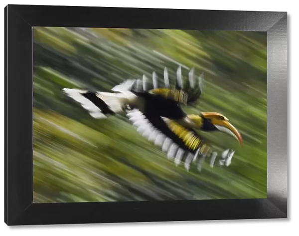 Great hornbill (Buceros bicornis) in flight, blurred motion. Tongbiguan Nature Reserve