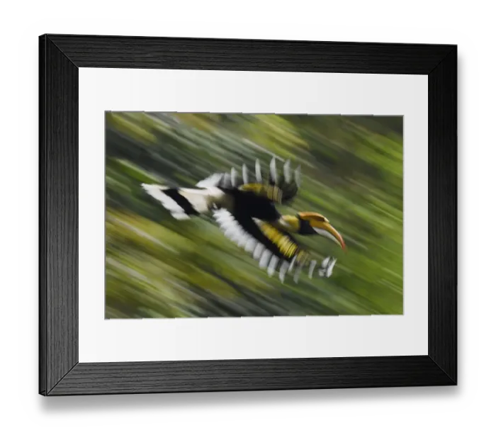 Framed Print : Great hornbill (Buceros bicornis) in flight, blurred motion. Tongbiguan Nature Reserve Framed Print : Great hornbill (Buceros bicornis) in flight, blurred motion. Tongbiguan Nature Reserve
