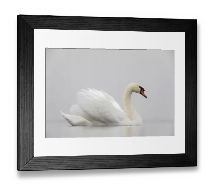 Framed Print : Mute swan (Cygnus olor) on a misty morning, with wings raised up in aggressive stance Framed Print : Mute swan (Cygnus olor) on a misty morning, with wings raised up in aggressive stance