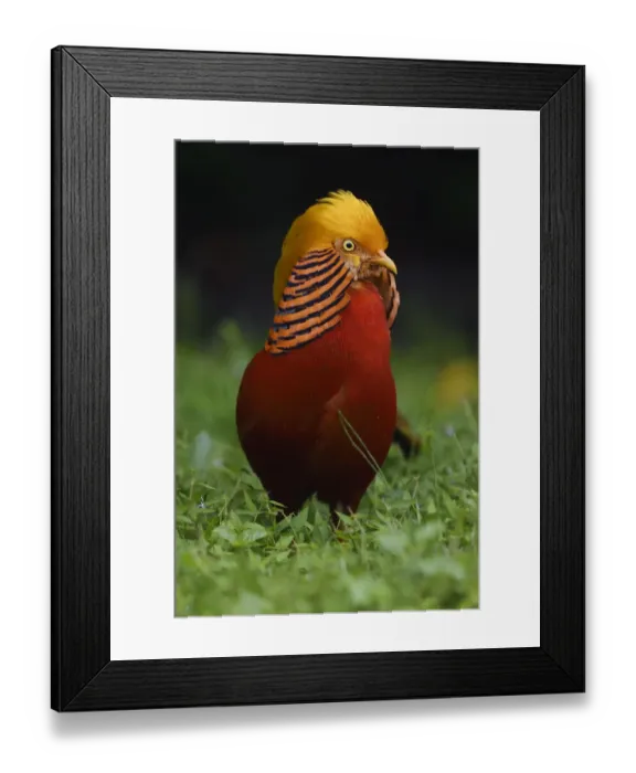 Framed Print : A vertical portrait of a male Golden pheasant (Chrysolophus pictus) standing