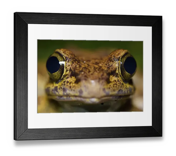 Framed Print : Tree frog (Amolops afghanus) female, portrait, Tongbiguan nature Reserve, Dehong prefecture Framed Print : Tree frog (Amolops afghanus) female, portrait, Tongbiguan nature Reserve, Dehong prefecture