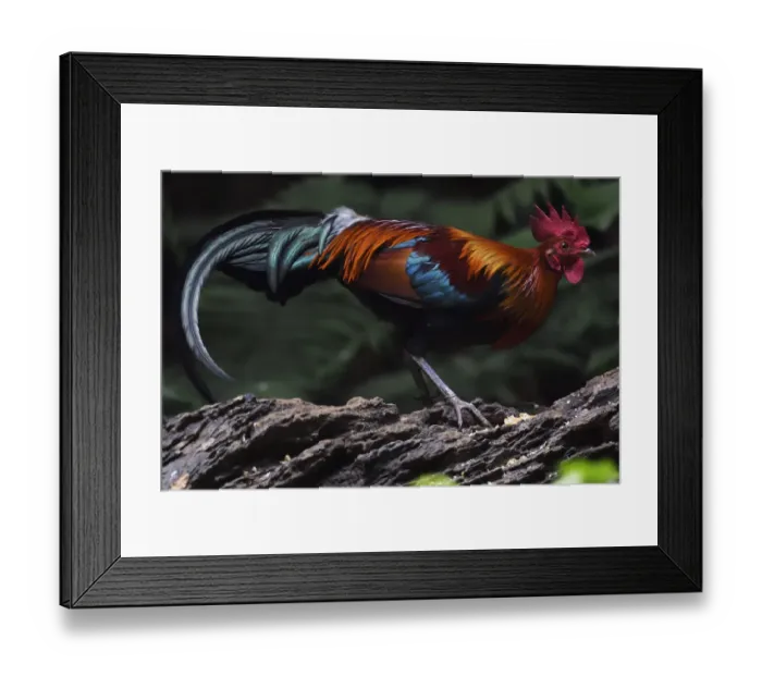 Framed Print : Red jungle fowl (Gallus gallus) Tongbiguan Nature Reserve, Dehong Prefecture, Yunnan Province Framed Print : Red jungle fowl (Gallus gallus) Tongbiguan Nature Reserve, Dehong Prefecture, Yunnan Province