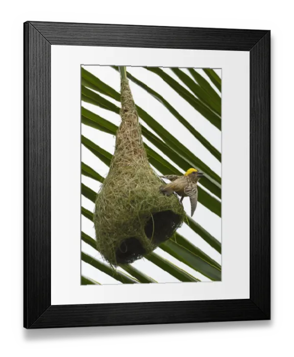Framed Print : Baya weaver (Ploceus philippinus) on its nest in Tongbiguan Nature Reserve, Dehong prefecture Framed Print : Baya weaver (Ploceus philippinus) on its nest in Tongbiguan Nature Reserve, Dehong prefecture