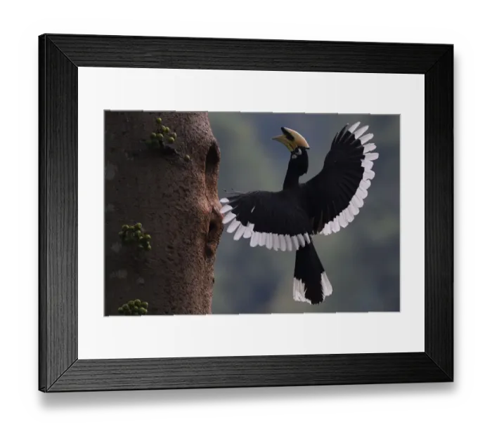 Framed Print : Oriental Pied hornbill (Anthracoceros albirostris) male landing at nest hole, Tongbiguan Framed Print : Oriental Pied hornbill (Anthracoceros albirostris) male landing at nest hole, Tongbiguan