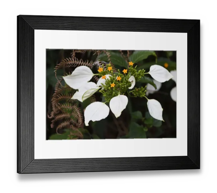 Framed Print : Flowers (Mussaenda pubescens) Tongbiguan Nature Reserve, Dehong Prefecture, Yunnan province, China Framed Print : Flowers (Mussaenda pubescens) Tongbiguan Nature Reserve, Dehong Prefecture, Yunnan province, China