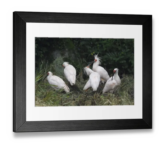 Framed Print : Crested ibis (Nipponia nippon) Yangxian Nature Reserve, Shaanxi, China. Endangered species Framed Print : Crested ibis (Nipponia nippon) Yangxian Nature Reserve, Shaanxi, China. Endangered species