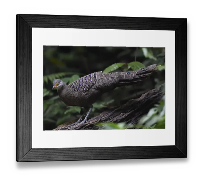 Framed Print : Grey peacock-pheasant (Polyplectron bicalcaratum) walking through the forest Framed Print : Grey peacock-pheasant (Polyplectron bicalcaratum) walking through the forest