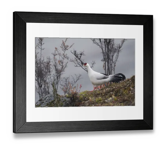 Framed Print : White eared pheasant (Crossoptilon crossoptilon) male walking in the Baima Snow Mountain Framed Print : White eared pheasant (Crossoptilon crossoptilon) male walking in the Baima Snow Mountain