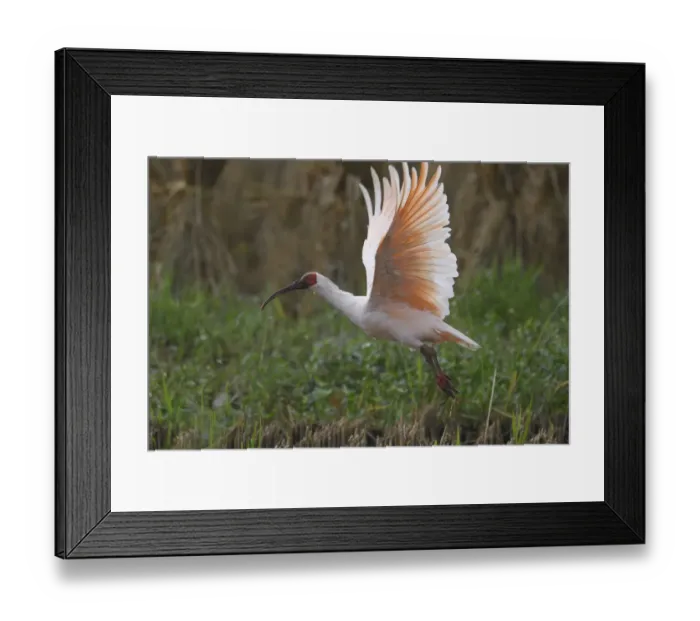 Framed Print : Crested ibis (Nipponia nippon) flying, Yangxian Nature Reserve, Shaanxi, China, September Framed Print : Crested ibis (Nipponia nippon) flying, Yangxian Nature Reserve, Shaanxi, China, September