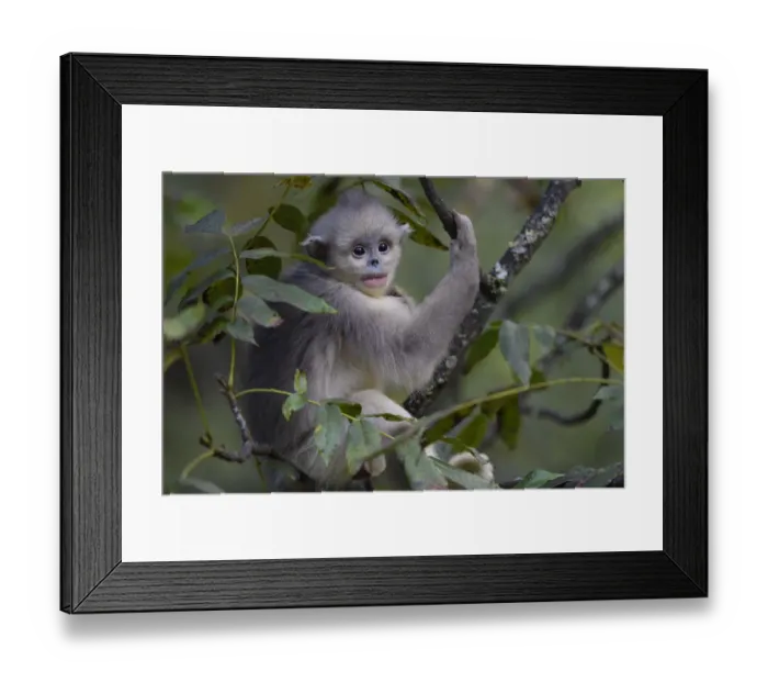 Framed Print : Yunnan snub-nosed monkey (Rhinopithecus bieti) young / juvenile in tree in Ta Cheng Nature Reserve Framed Print : Yunnan snub-nosed monkey (Rhinopithecus bieti) young / juvenile in tree in Ta Cheng Nature Reserve