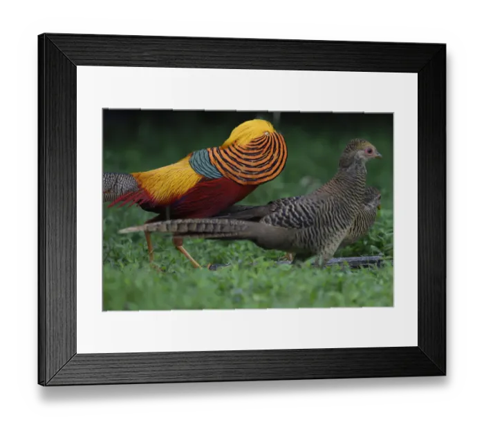 Framed Print : Golden pheasant (Chrysolophus pictus) displaying to female pheasants at Yangxian Nature Reserve Framed Print : Golden pheasant (Chrysolophus pictus) displaying to female pheasants at Yangxian Nature Reserve
