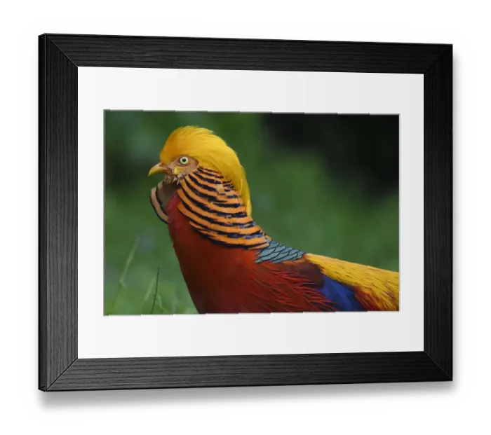 Framed Print : Golden pheasant (Chrysolophus pictus) male displaying in grass in Yangxian Nature Reserve Framed Print : Golden pheasant (Chrysolophus pictus) male displaying in grass in Yangxian Nature Reserve