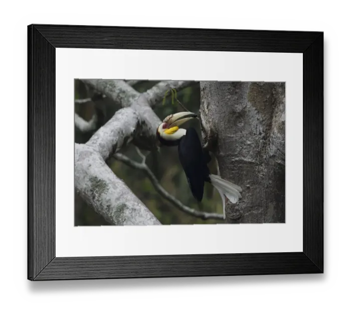 Framed Print : Wreathed hornbill (Aceros undulatus) male carrying berry to nest hole, Tongbiguan Nature Reserve Framed Print : Wreathed hornbill (Aceros undulatus) male carrying berry to nest hole, Tongbiguan Nature Reserve