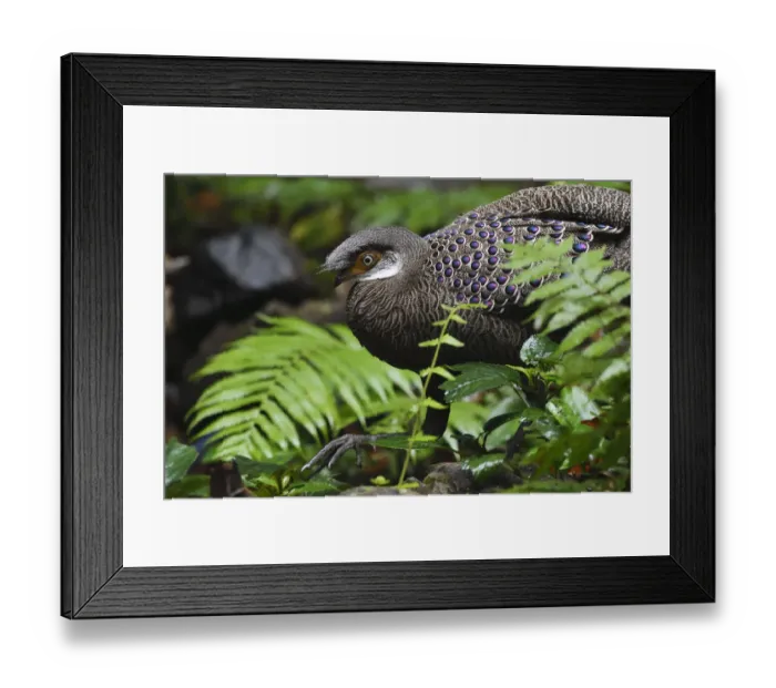 Framed Print : Grey peacock-pheasant (Polyplectron bicalcaratum) walking through the forest at Tongbiguan Framed Print : Grey peacock-pheasant (Polyplectron bicalcaratum) walking through the forest at Tongbiguan