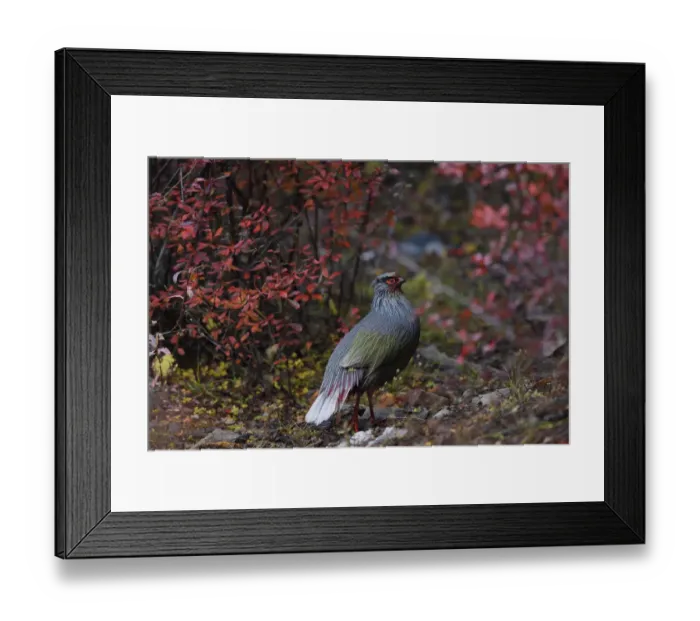 Framed Print : Blood pheasant (Ithaginis cruentus) male, Baima Snow Mountain Nature Reserve, Yunnan Framed Print : Blood pheasant (Ithaginis cruentus) male, Baima Snow Mountain Nature Reserve, Yunnan