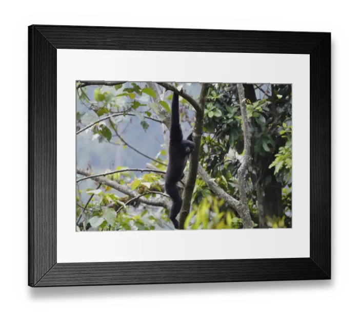 Framed Print : Skywalker gibbon monkey (Hoolock tianxing) hanging from tree, Tongbiguan Nature Reserve