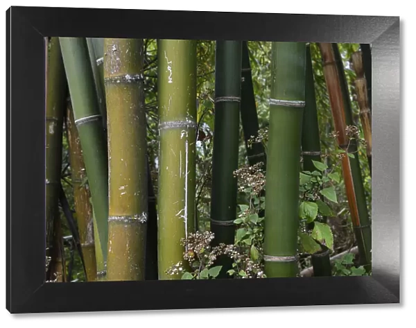 Bamboo stems close up, growing at Tongbiguan Nature Reserve, Dehong prefecture, Yunnan province