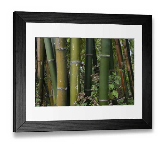 Framed Print : Bamboo stems close up, growing at Tongbiguan Nature Reserve, Dehong prefecture, Yunnan province Framed Print : Bamboo stems close up, growing at Tongbiguan Nature Reserve, Dehong prefecture, Yunnan province