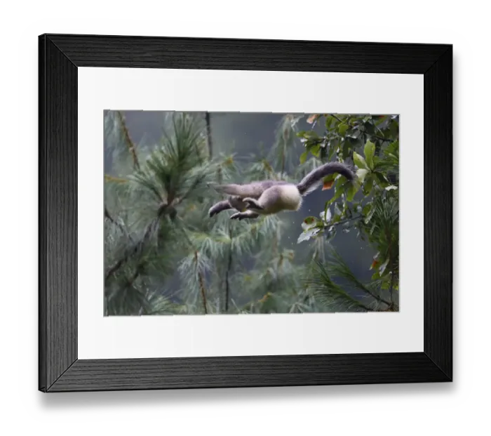 Framed Print : Yunnan snub-nosed monkey (Rhinopithecus bieti) jumping between trees at Ta Cheng Nature reserve Framed Print : Yunnan snub-nosed monkey (Rhinopithecus bieti) jumping between trees at Ta Cheng Nature reserve