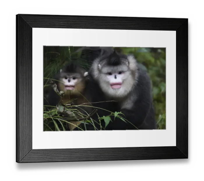 Framed Print : Yunnan snub-nosed monkeys (Rhinopithecus bieti) adult and young, Ta Cheng Nature reserve Framed Print : Yunnan snub-nosed monkeys (Rhinopithecus bieti) adult and young, Ta Cheng Nature reserve