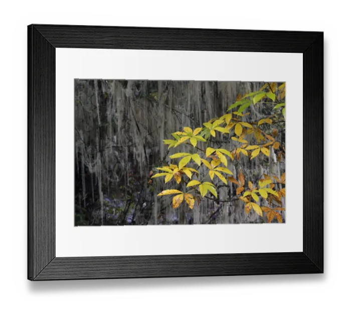Framed Print : Temperate cloud forest with Lichen (Usnea longissima) near the glacier lake at Mount Bawu Bameng Framed Print : Temperate cloud forest with Lichen (Usnea longissima) near the glacier lake at Mount Bawu Bameng