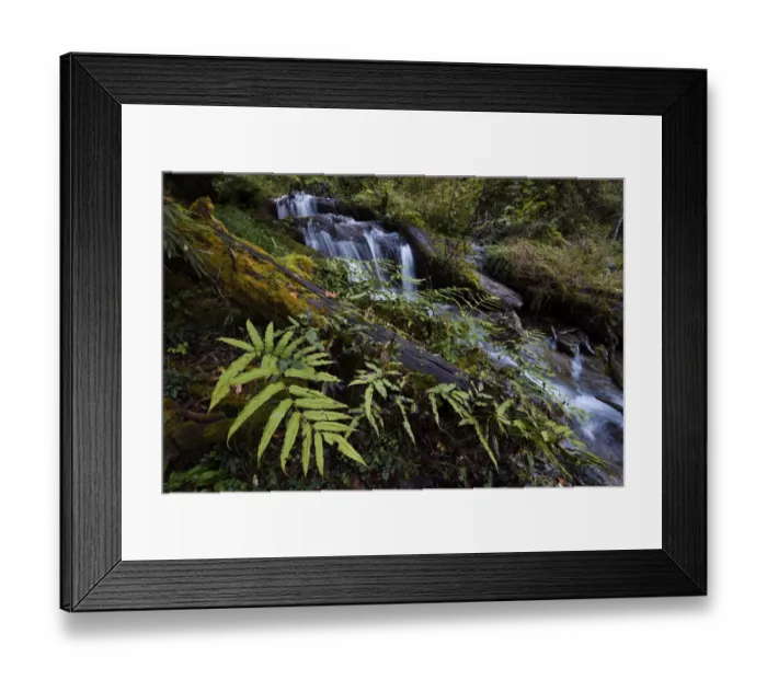 Framed Print : Forest brook, Ta Cheng Nature reserve, Yunnan, China, October 2017 Framed Print : Forest brook, Ta Cheng Nature reserve, Yunnan, China, October 2017