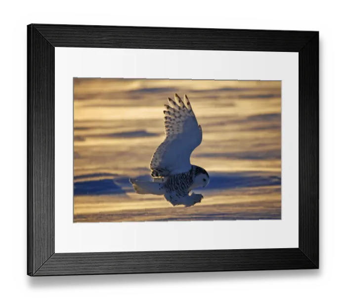 Framed Print : Snowy owl (Bubo scandiacus) Female landing in the snow, Quebec, Canada Framed Print : Snowy owl (Bubo scandiacus) Female landing in the snow, Quebec, Canada