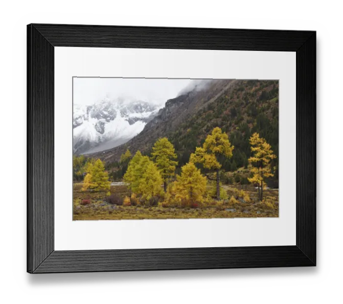 Framed Print : Autumn colours, snow covered mountains and sceneries, Baima Snow Mountain Nature reserve Framed Print : Autumn colours, snow covered mountains and sceneries, Baima Snow Mountain Nature reserve