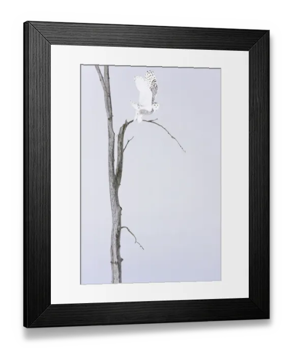 Framed Print : Snowy owl (Bubo scandiacus) Female taking off the winter tree, Quebec, Canada Framed Print : Snowy owl (Bubo scandiacus) Female taking off the winter tree, Quebec, Canada