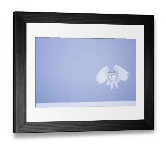Framed Print : Snowy owl (Bubo scandiacus) female landing in the snow, Quebec, Canada, March Framed Print : Snowy owl (Bubo scandiacus) female landing in the snow, Quebec, Canada, March