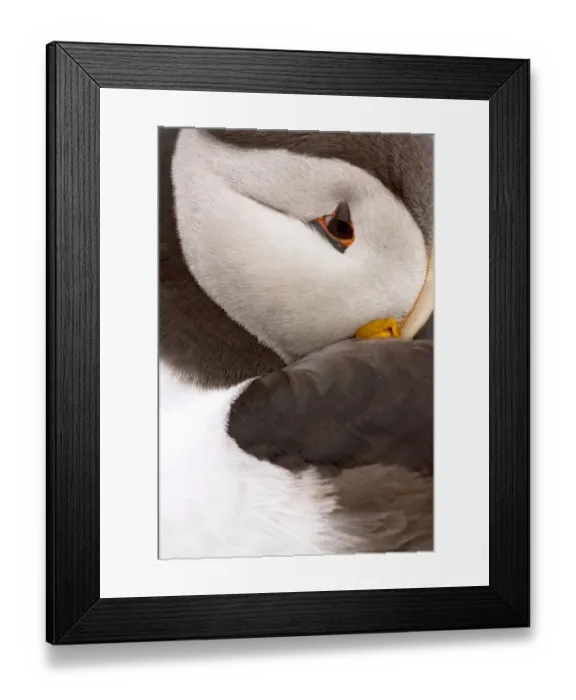 Framed Print : Atlantic puffin (Fratercula arctica) portrait, Shetland islands, Scotland, UK, June Framed Print : Atlantic puffin (Fratercula arctica) portrait, Shetland islands, Scotland, UK, June