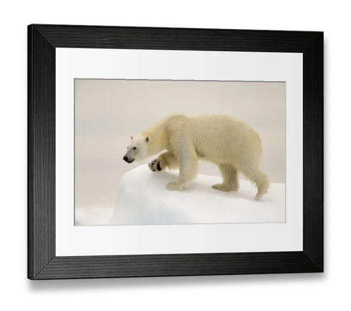 Framed Print : Polar Bear (Ursus maritimus) on ice, Svalbard, Norway, August Framed Print : Polar Bear (Ursus maritimus) on ice, Svalbard, Norway, August