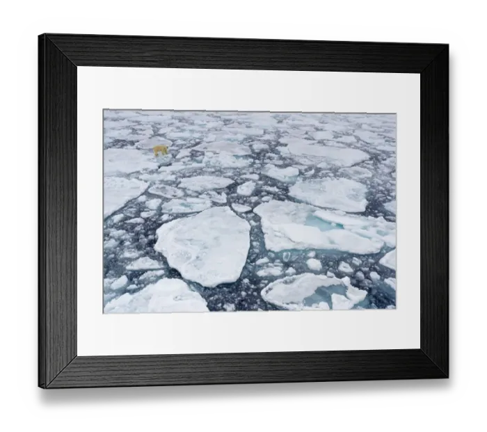 Framed Print : Polar bear (Ursus maritimus) moving around on ice floe, looking for food, Svalbard Framed Print : Polar bear (Ursus maritimus) moving around on ice floe, looking for food, Svalbard