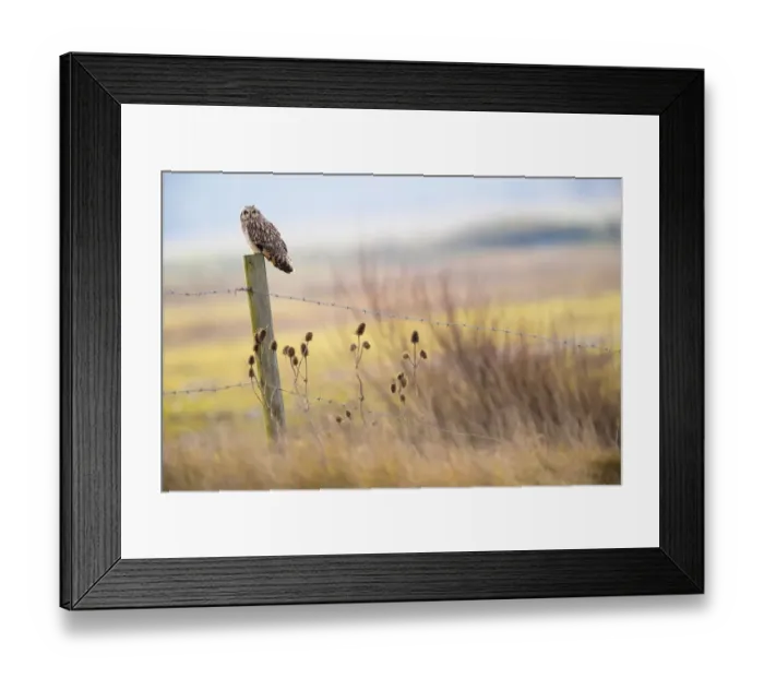 Framed Print : Short-eared-owl (Asio flammeus) looking for prey from fence post, Vendee, France, January Framed Print : Short-eared-owl (Asio flammeus) looking for prey from fence post, Vendee, France, January