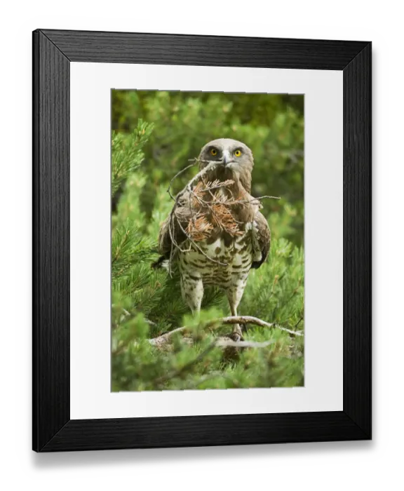 Framed Print : Short toed snake eagle (Circaetus gallicus) building its nest, Verdon, France, France