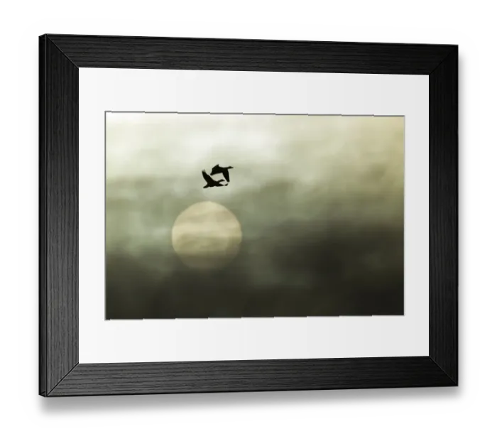 Framed Print : Snow goose (Anser caerulescens) two during migration with dark clouds against the sun Framed Print : Snow goose (Anser caerulescens) two during migration with dark clouds against the sun