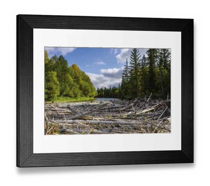 Framed Print : Upper reaches of the Lena River. with centry old log jam of trees, Baikalo-Lensky Reserve Framed Print : Upper reaches of the Lena River. with centry old log jam of trees, Baikalo-Lensky Reserve