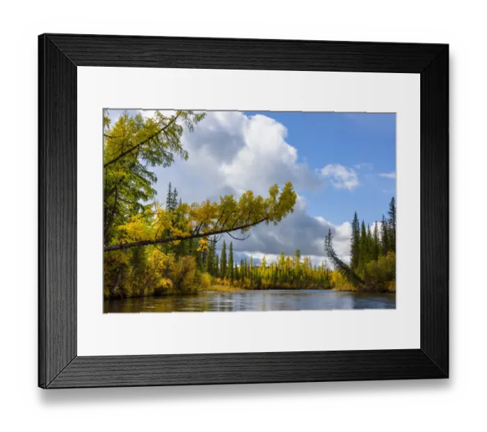 Framed Print : Trees in the upper reaches of the Lena River, Baikalo-Lensky Reserve, Siberia, Russia Framed Print : Trees in the upper reaches of the Lena River, Baikalo-Lensky Reserve, Siberia, Russia